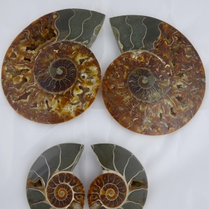 AMMONITES