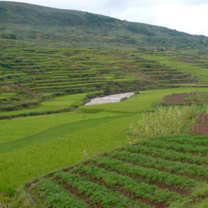 Madagascar landscape  - Rice paddy in the Antananarivo region