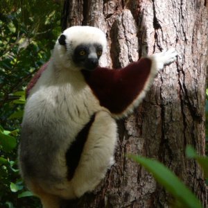 Indri Indri - Emblematic lemur of the island.